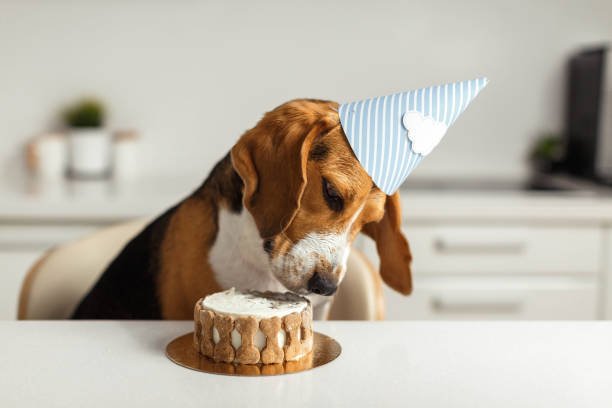 Pawfect Birthday